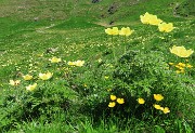 32 Distese di Pulsatilla alpina sulphurea (Anemone sulfureo)